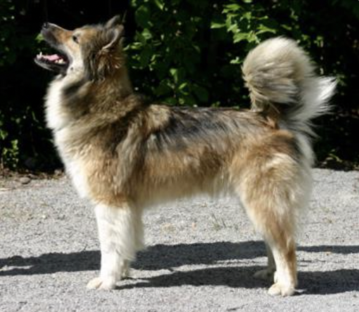 Milennas Berta | Icelandic Sheepdog 