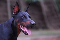 Virgile du Chemin des Noues | Black Doberman Pinscher