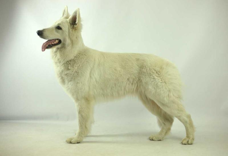 Barbariska Galyosa House | White Swiss Shepherd Dog 