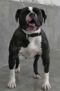 Jade of J.K. Kennel's | Olde English Bulldogge 