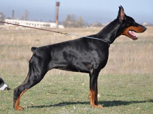 Gitana de Grande Vinko | Black Doberman Pinscher