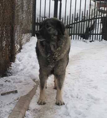 Ari-Mirka | Yugoslavian Shepherd Dog-Sarplaninac 