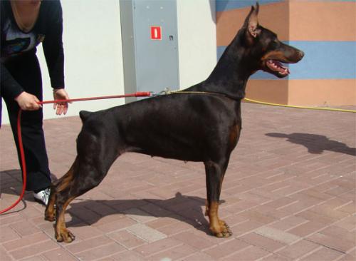 Glamour Girl de Grande Vinko | Brown Doberman Pinscher