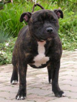 Chery Fortunate Fransimo Bohemia | Staffordshire Bull Terrier 