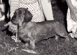 Live Wire Of Heying Teckel | Dachshund 