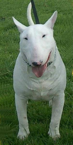 Topfuel Playboy | Bull Terrier 