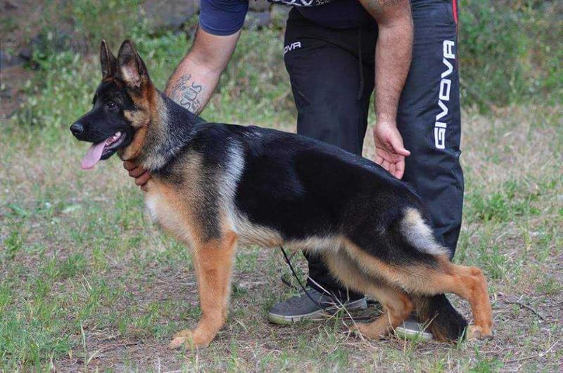 Croma von Haus Ruggiero | German Shepherd Dog 