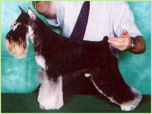 Ebano da Boa Barba | Miniature Schnauzer 