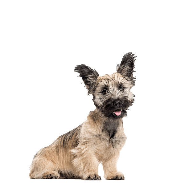 Skye Terrier