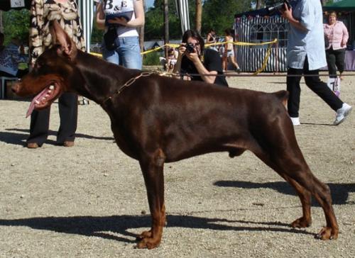 Ginger-Grant de Grande Vinko | Brown Doberman Pinscher