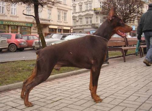 Guardian de Grande Vinko | Brown Doberman Pinscher