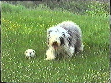 Pennylane Zuccherino | Old English Sheepdog 