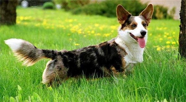 SREBRON LISIURA | Cardigan Welsh Corgi 