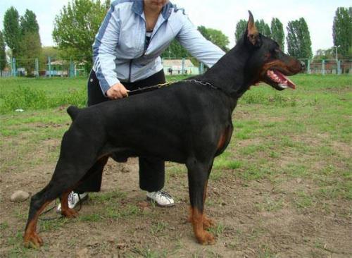 Dominion de Grande Vinko | Black Doberman Pinscher