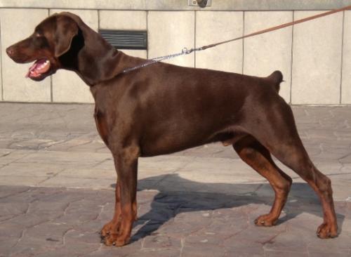 Delux de Grande Vinko | Brown Doberman Pinscher