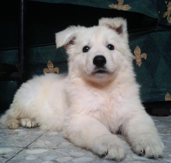 Jhancko von aris | White Swiss Shepherd Dog 