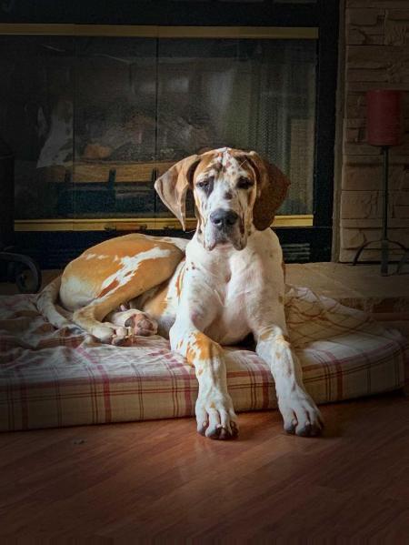 Cinco de MoJo | Great Dane 
