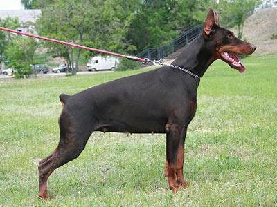 Zhemchuzhina Chernozemija Lolita | Brown Doberman Pinscher