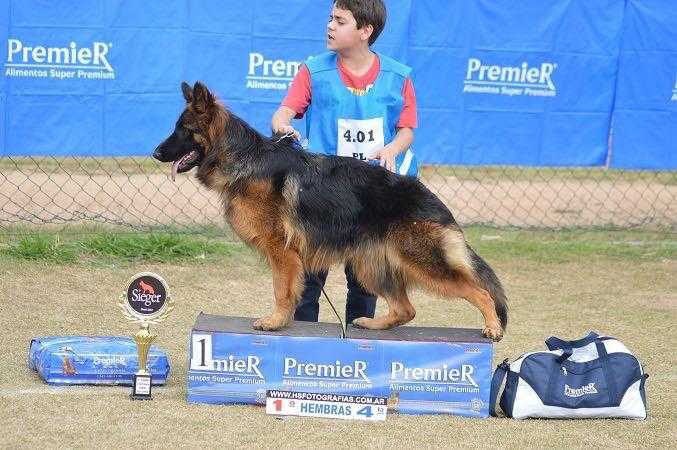 Quiki de La Serena | German Shepherd Dog 