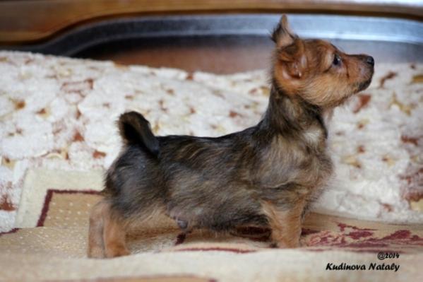 Dzhek London iz Zvezdnogo Grafstva | Australian Terrier 