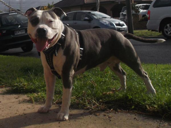 Concise Chaos Bruiser | American Staffordshire Terrier 