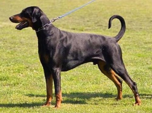 Olymp v. Tschirgantblick | Black Doberman Pinscher