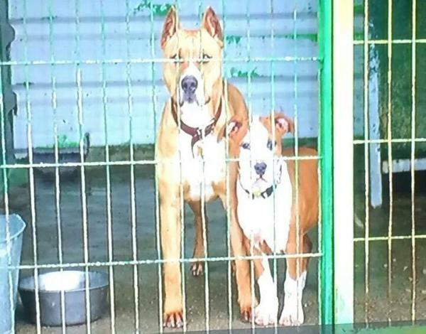 Thunderbully Zira | American Staffordshire Terrier 