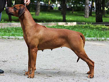 Aresvuma Kifany Maya | Rhodesian Ridgeback 