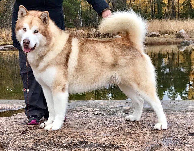 Tulisalon Machk Manco | Alaskan Malamute 