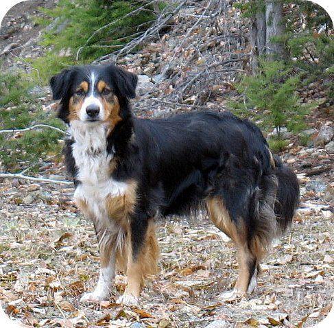 Jubilee Jewels Texas Contessa | English Shepherd 