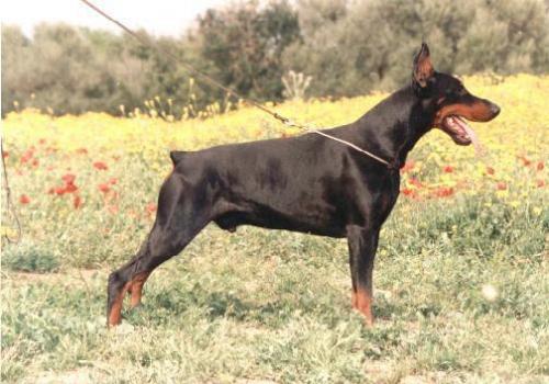 Zingfried de los Valientes | Black Doberman Pinscher