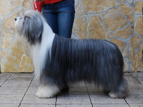 Woolpack's quality zweet | Bearded Collie 