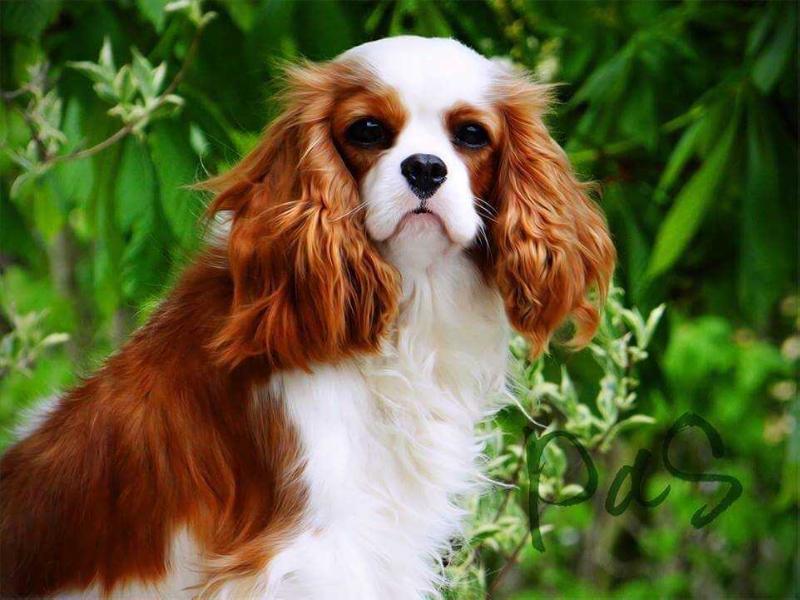 Besign Porche Von Starburg | Cavalier King Charles Spaniel 