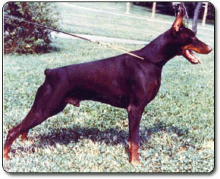 Olaf di Campovalano | Brown Doberman Pinscher