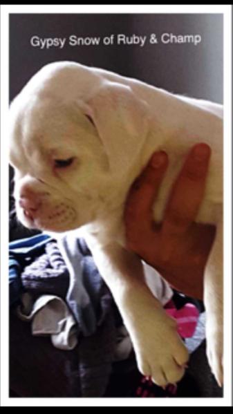 Gypsie Snow | Olde English Bulldogge 