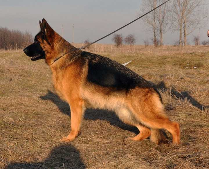 Damina vom La'Mirage | German Shepherd Dog 