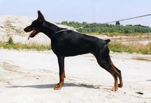 Diessel Flashived | Black Doberman Pinscher