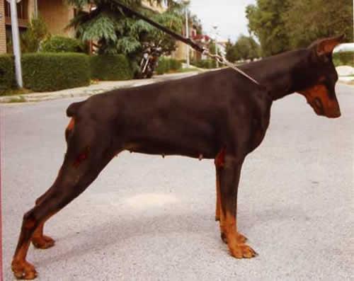 Apocalypsa Flashived | Black Doberman Pinscher