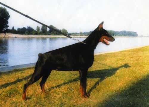 Pandora Royal Bell | Black Doberman Pinscher