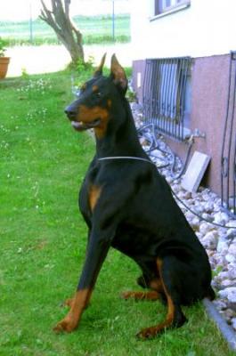 Glen Flashived | Black Doberman Pinscher