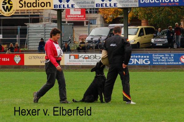 Hexer von Elberfeld | Giant Schnauzer 