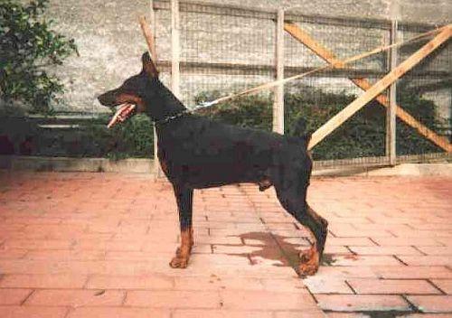 Othis della Fortezza Vecchia | Black Doberman Pinscher