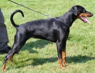 Eloya les Deux Peupliers | Black Doberman Pinscher