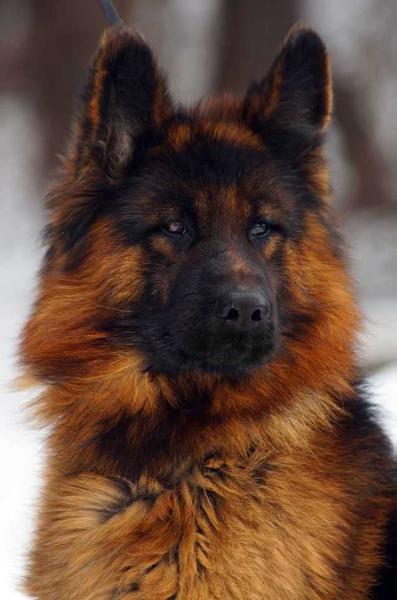 Paul Defender Haus | German Shepherd Dog 