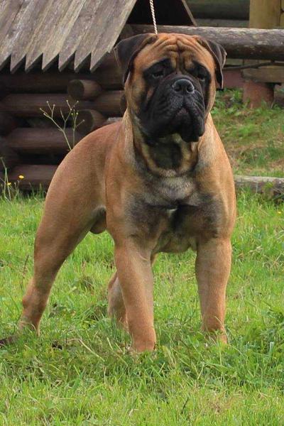 Gravaris Antaris | Bullmastiff 