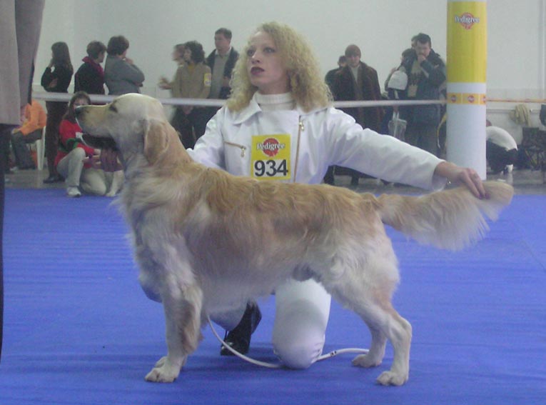 Viliam richard golden dik kor | Golden Retriever 