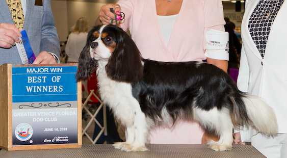 Mighty Tchamp Von Schwab an Der Fils | Cavalier King Charles Spaniel 