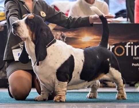 Flash Grand Grades | Basset Hound 