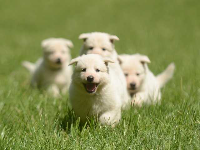 Chacal Taien | White Swiss Shepherd Dog 