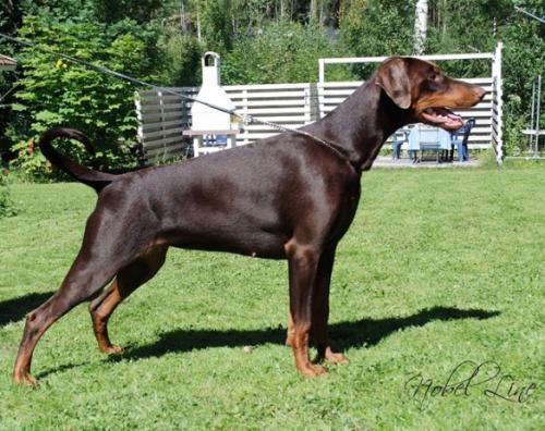 Toscanina's Indian Song | Brown Doberman Pinscher